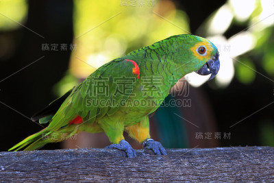 Turquoise-fronted鹦鹉