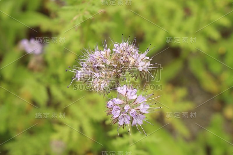 “花边钉钉”花-钉钉钉钉