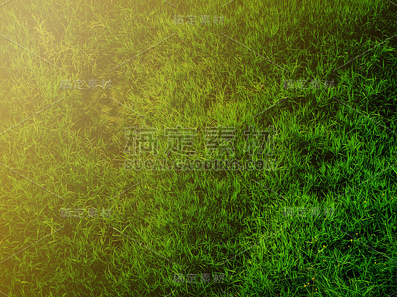 曼谷的草在柔和的光线下