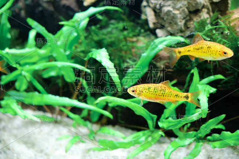 Schuberti Barbus (Barbus semifasciolatus)是一种美丽的黄色鱼