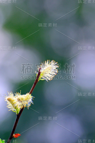 柳树味蕾