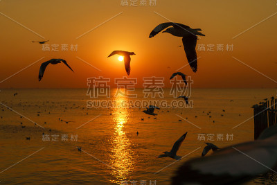 黄昏时分，一群海鸥的剪影在海面上飞翔