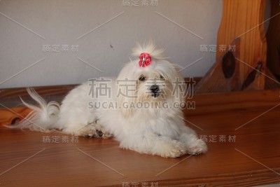 马耳他狗