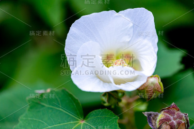 白色的花