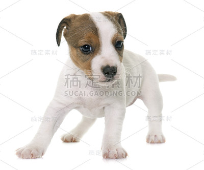 小狗杰克罗素梗