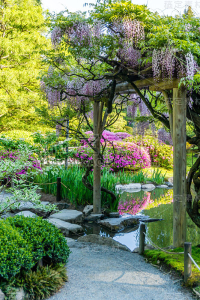 池塘上的紫藤花