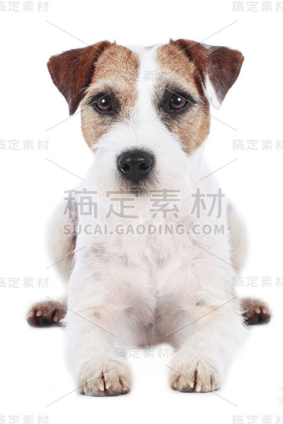 牧师罗素梗