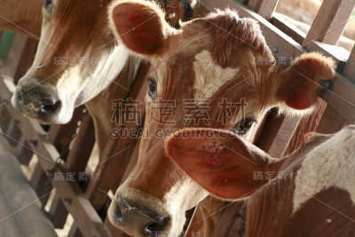 饲养在马厩中的奶牛
