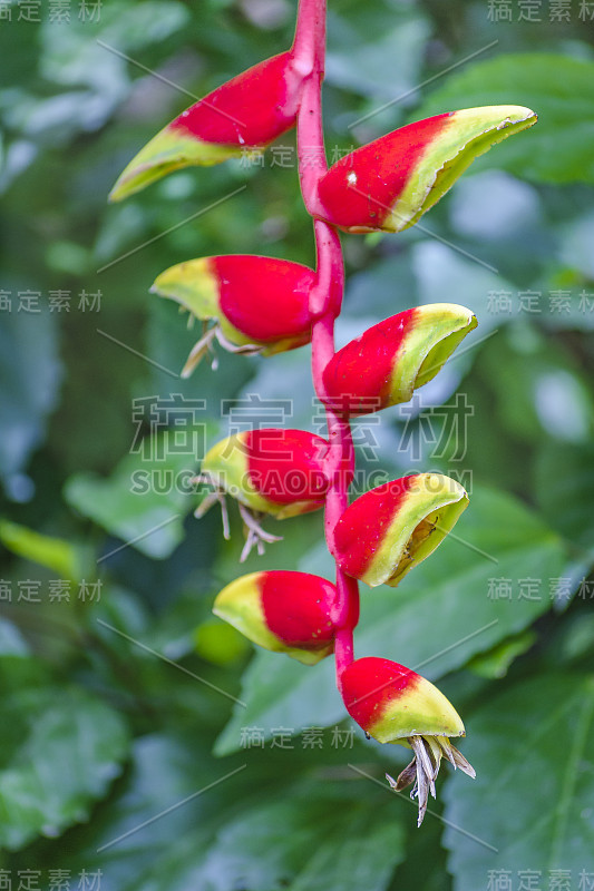 热带植物详细介绍，植物园，瓜亚基尔