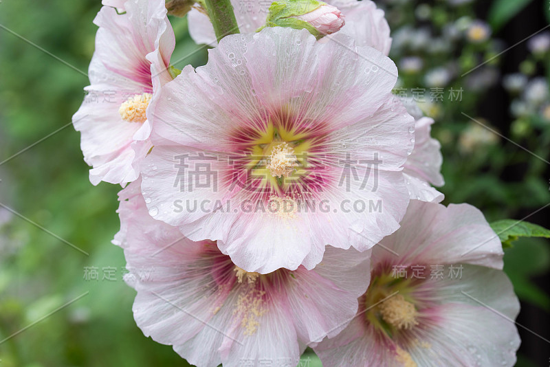 粉红的alcea，蜀葵花特写