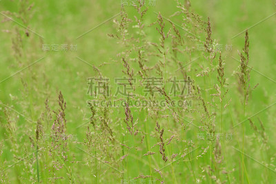 绿色的草地