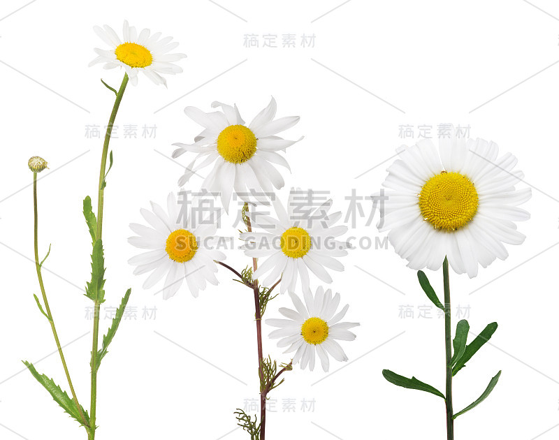 孤立的三白色细洋甘菊花