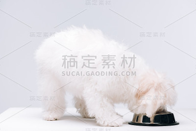比雄犬吃狗粮，从碗上白表面上孤立灰色