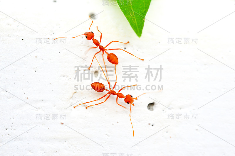 红蚂蚁