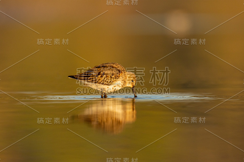 在冬季羽毛在迁徙期间在湖边觅食的大腹鹬(Calidris alpina)