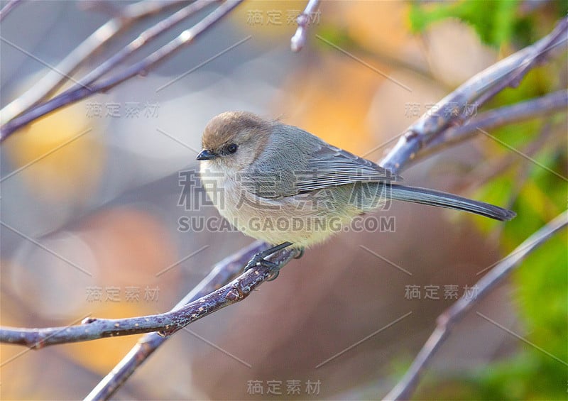 布什提茨