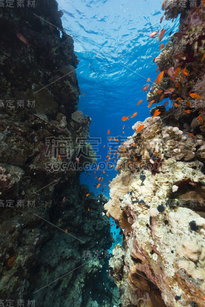 红海中的水生生物。