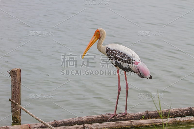 白鹳，新银头菌