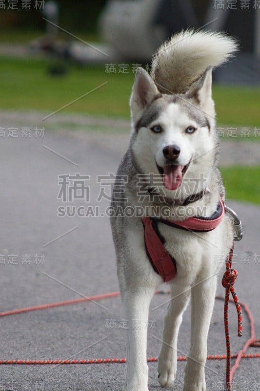 雌性西伯利亚哈士奇有乐趣