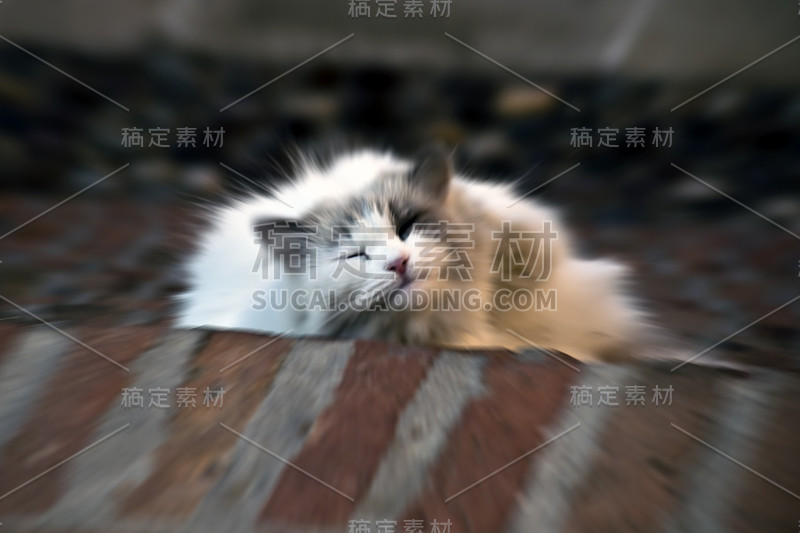 猫