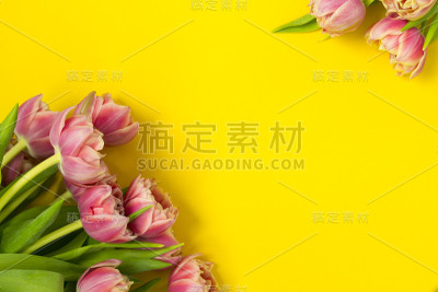 黄色背景上的粉色郁金香。三八妇女节快乐。春天的概念。这里有文本的位置。