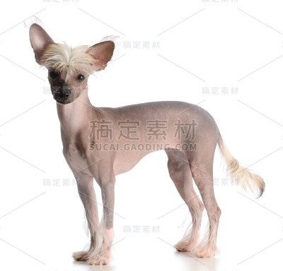 中国冠毛犬小狗