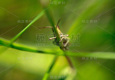 蚱蜢