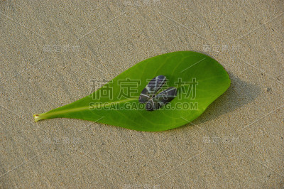 蝴蝶壳。模仿蝴蝶翅膀