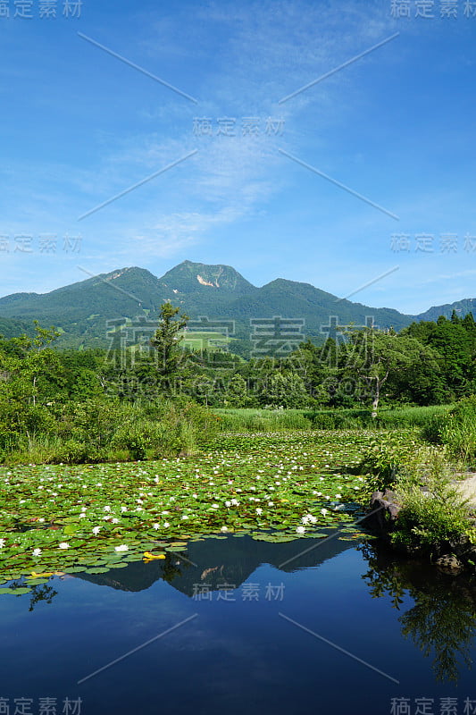 夏日的imori池塘