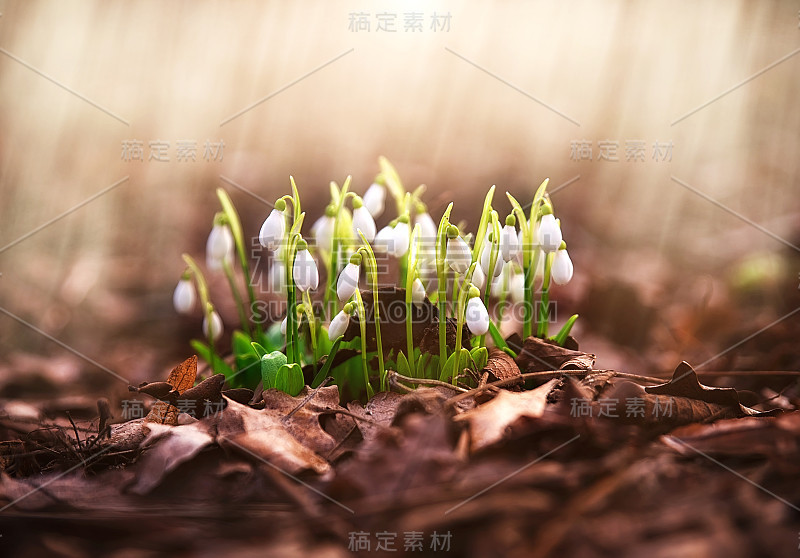 在模糊的背景上散焦雪花花。温柔的雪花莲是春天的象征之一。春天的背景