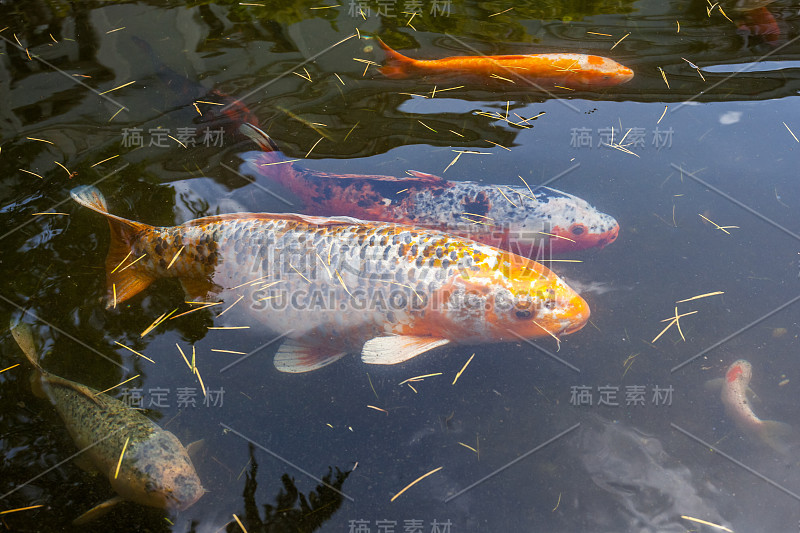 日本鱼称鲤鱼或锦鲤是五颜六色的，许多鱼许多颜色游泳在池塘里，巴统，格鲁吉亚