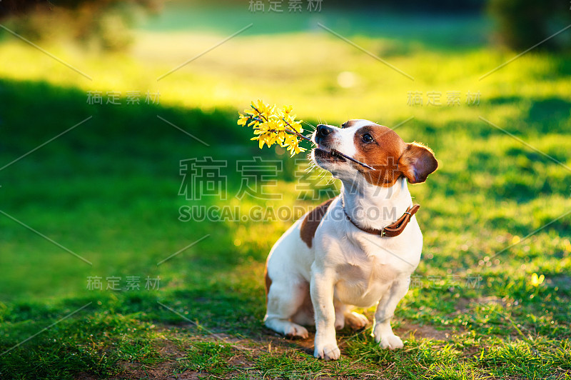 杰克罗素在花草地上，牙齿上有一束黄色的花。祝贺你的概念