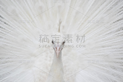 白孔雀