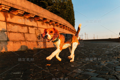 日落时分，兴奋的狗在河堤上奔跑