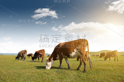 蓝天白云下，各种颜色的牛在草地上吃草