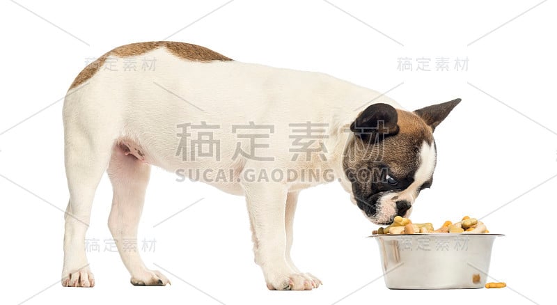 一只法国斗牛犬正在吃满碗的食物