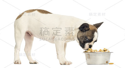 一只法国斗牛犬正在吃满碗的食物
