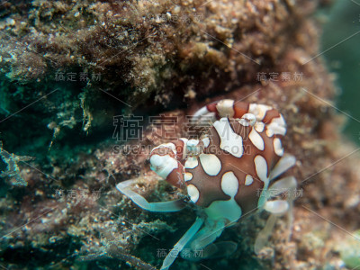 瓷海葵蟹在海葵