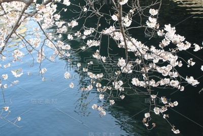 樱花和日本横滨大冈河水面