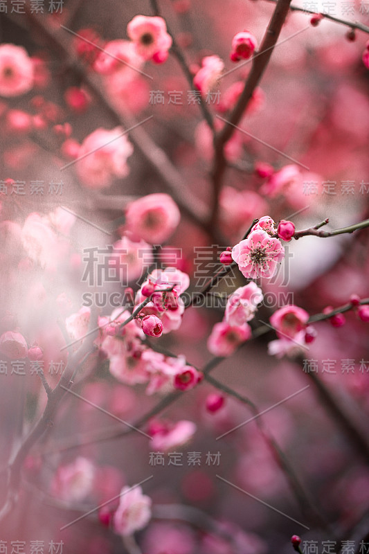 樱花在东京盛开