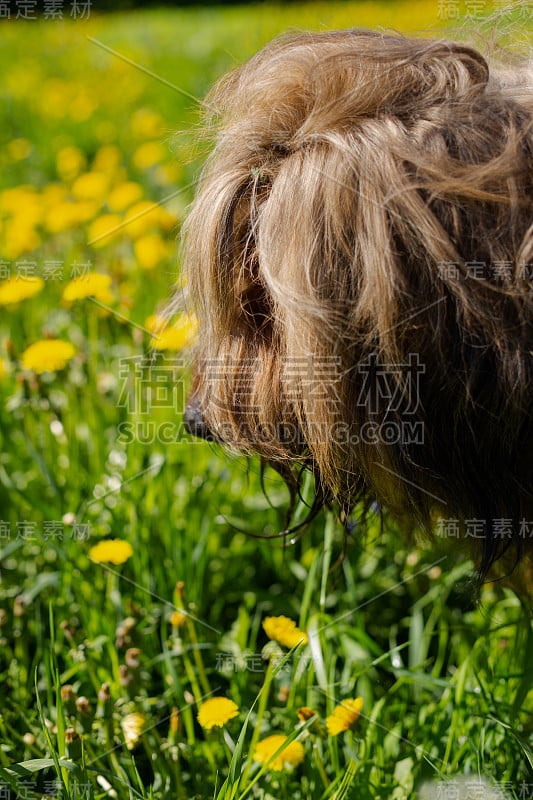 一只红色的牧羊犬，荆棘正在春天的草地上玩耍。