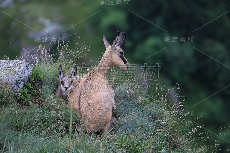 查莫瓦（鲁皮卡普拉鲁皮卡普拉）沃斯盖斯山，法国格姆森沃格森