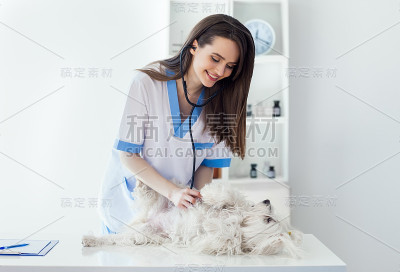 微笑兽医医生检查可爱的白色狗在诊所