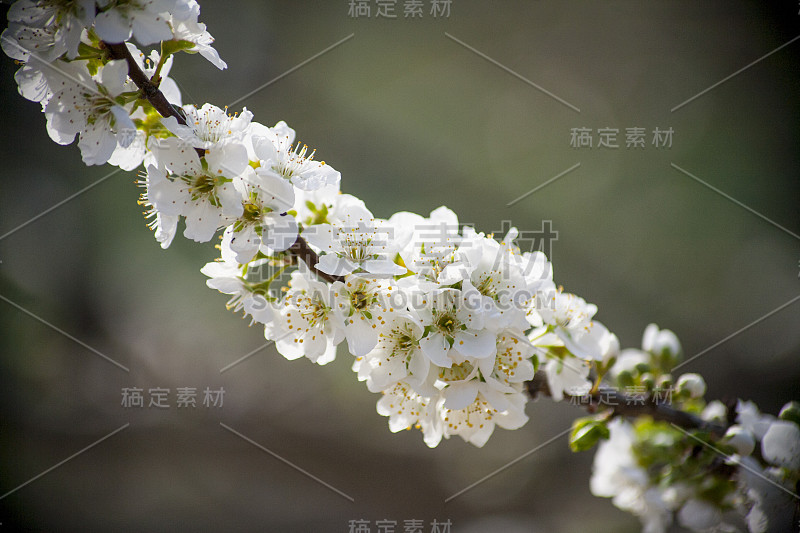 不同种类的花在春天飞行的蜜蜂