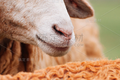 羊口