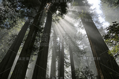 紫外线和树木