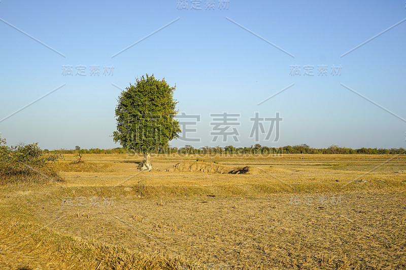 在稀树草原上的一群羊(越南宁顺省潘朗)。背景是山脉。