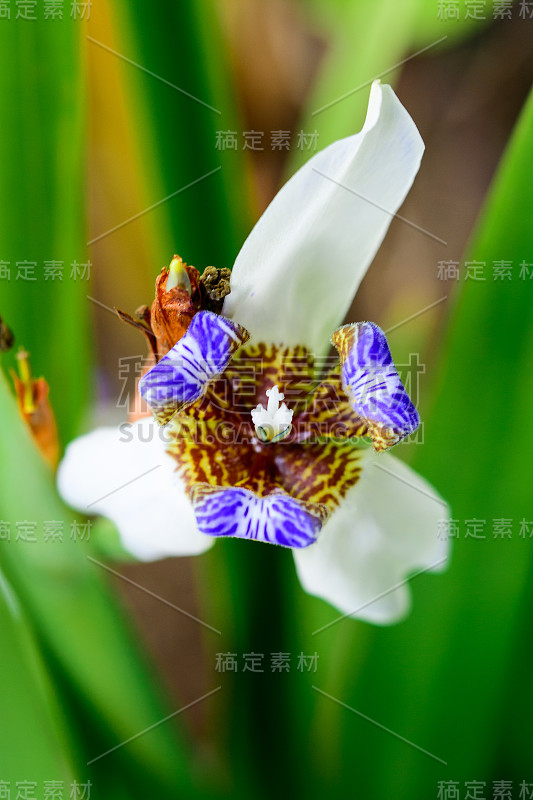 新马利卡·格雷西里斯(使徒虹膜/行走虹膜)