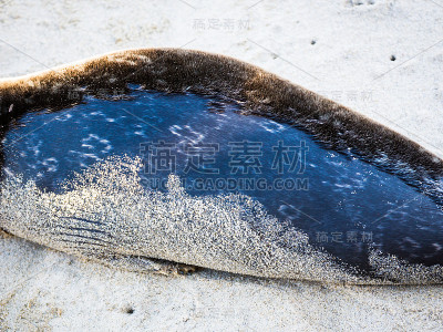 麻斑海豹