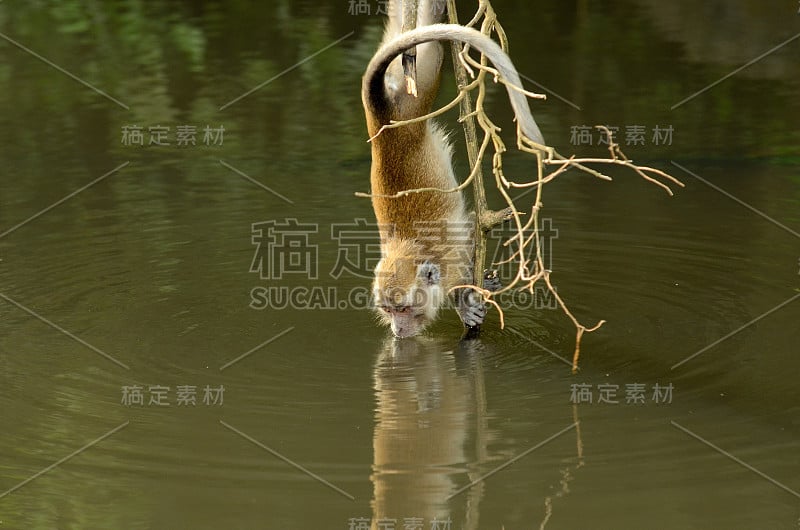 猴子喝河水